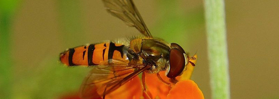 Insektenrückgang: Forschungsvor- haben für ein dauerhaftes Monitoring in NRW gestartet