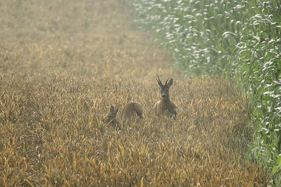 Foto: Karl-Heinz Fritschek