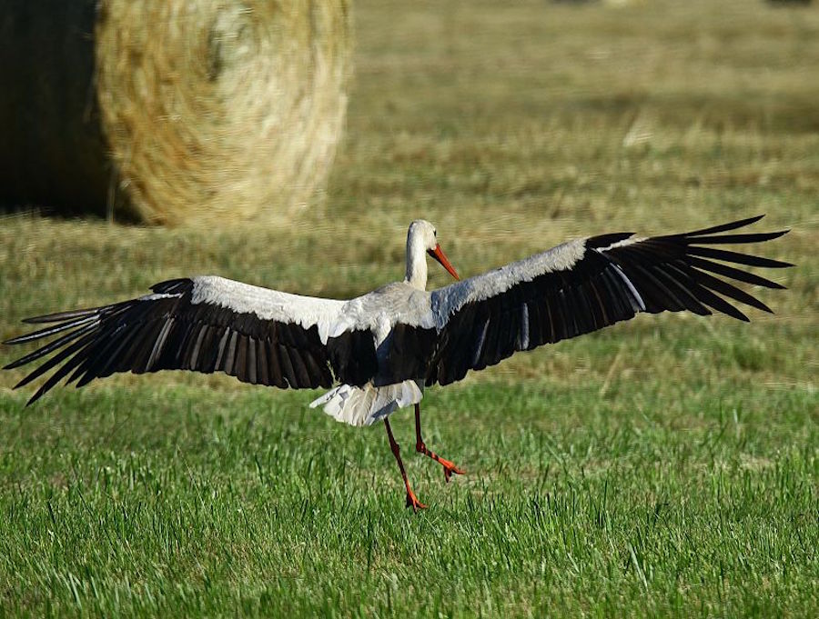 Storch im Anflug