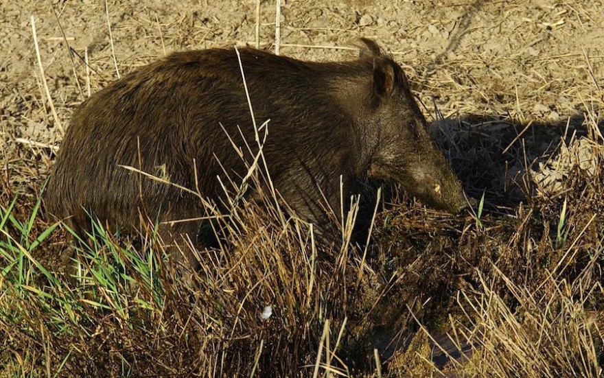 Wildschwein