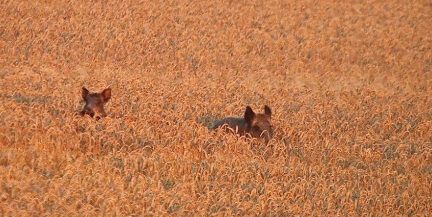 Schwarzwild im Weizen