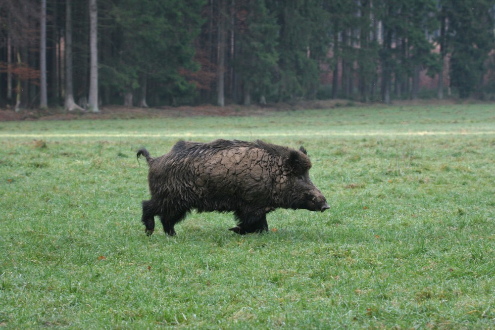 Flüchtender Keiler