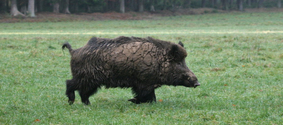 Bilaterale Kooperation gegen die Afrikanische Schweinepest
