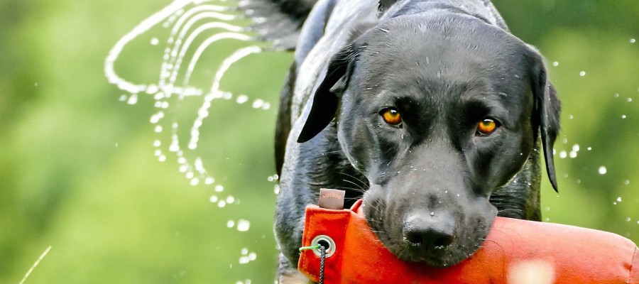 Unsere Jagdhunde (XI): Ambitionierter Apportierhund – der Labrador Retriever