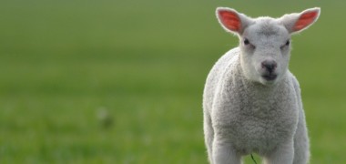 Am Osterbraten scheiden sich die Geister