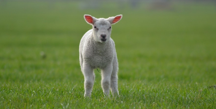 Lamm auf der Wiese