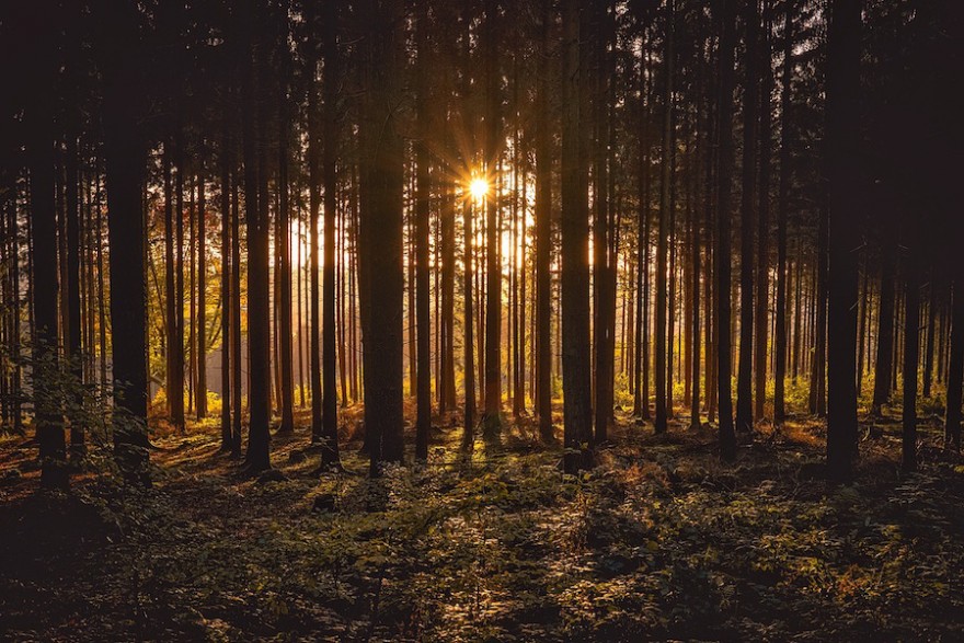 Wald mit Sonnenuntergang