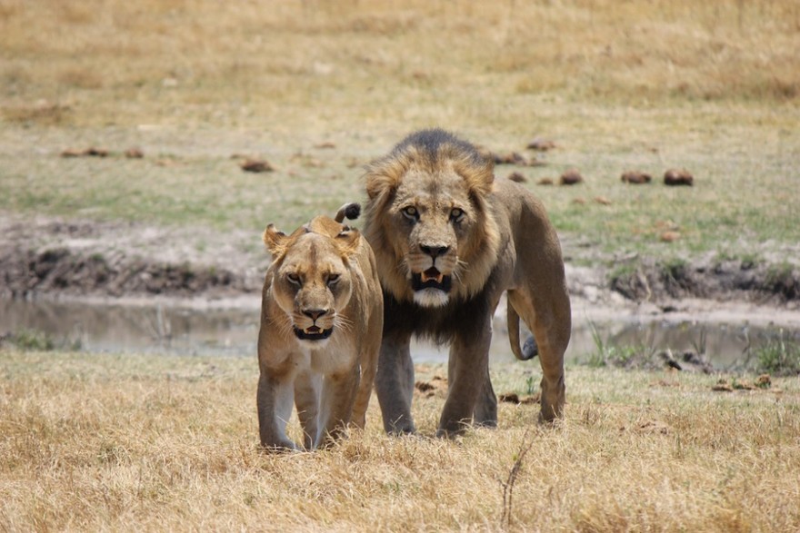 Löwen in der Wildnis