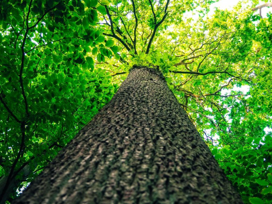 Ein mächtiger Baum