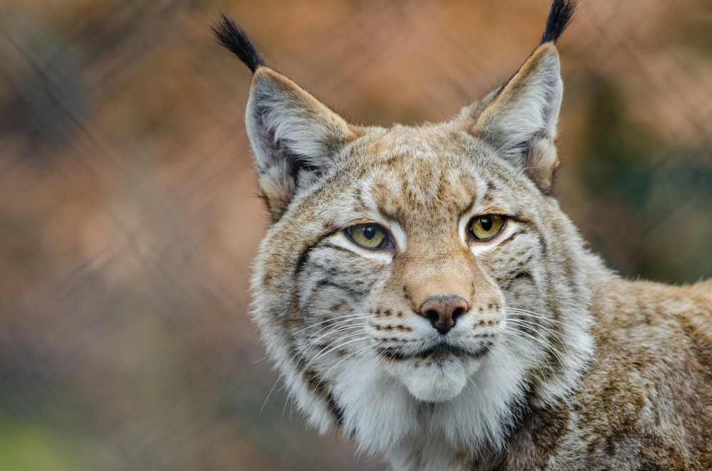 Luchs auf der Lauer