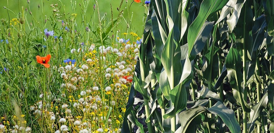 Wildblumen statt Maisfeld