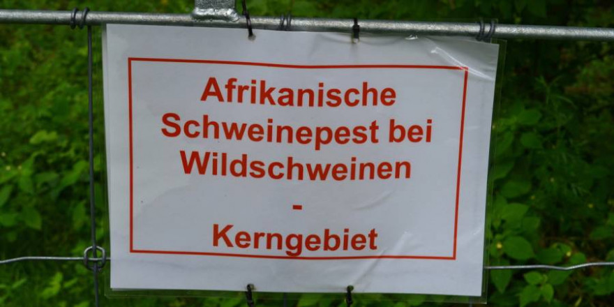 Flächenbrand: Die Afrikanische Schweinepest tritt nun in sechs brandenburgischen Landkreisen auf. Der LJVB fordert mehr Unterstützung bei der Seuchenbekämpfung. (Quelle: Hamann/LJVB)