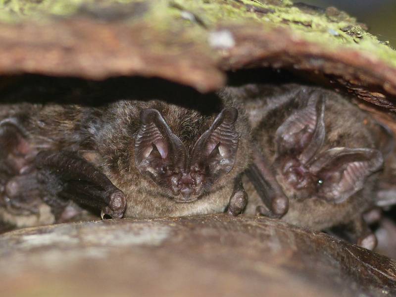 Mopsfledermaus (© Markus Dietz)