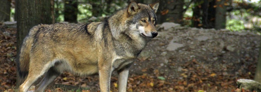 Notwehr gilt auch gegen Wölfe