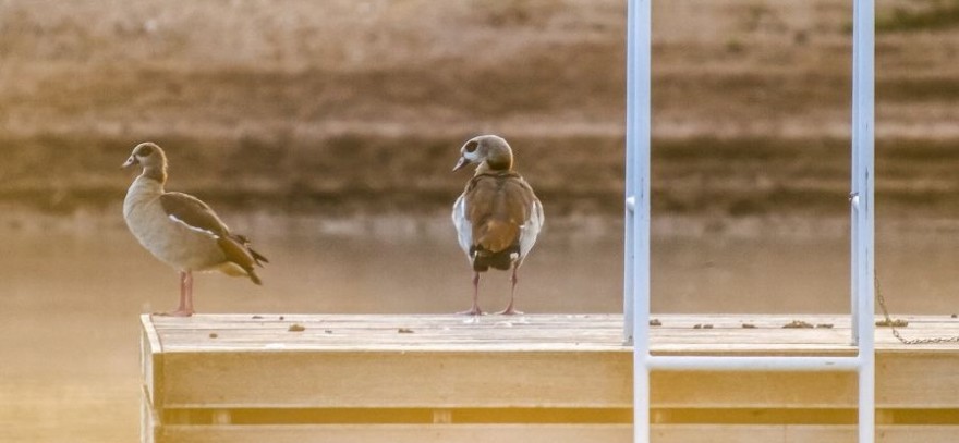 Nilgänse