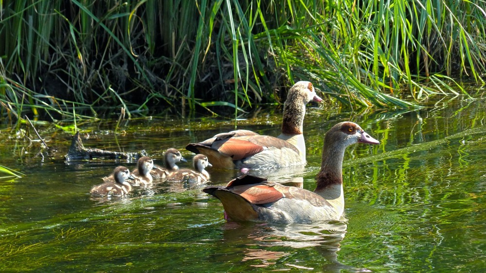 Nilgänse