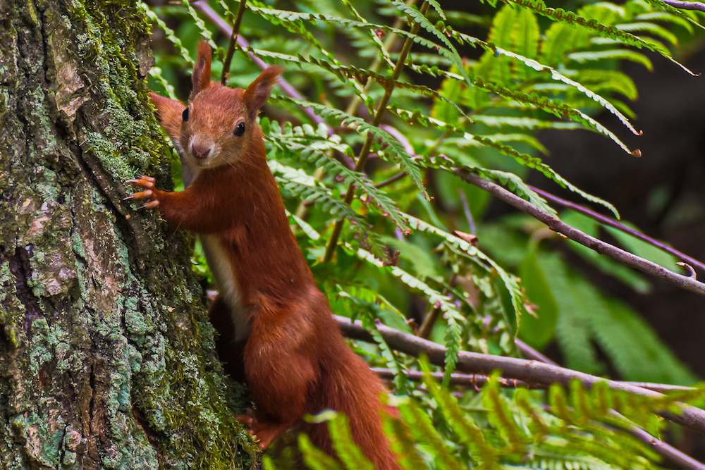 Eichhörnchen am Baum