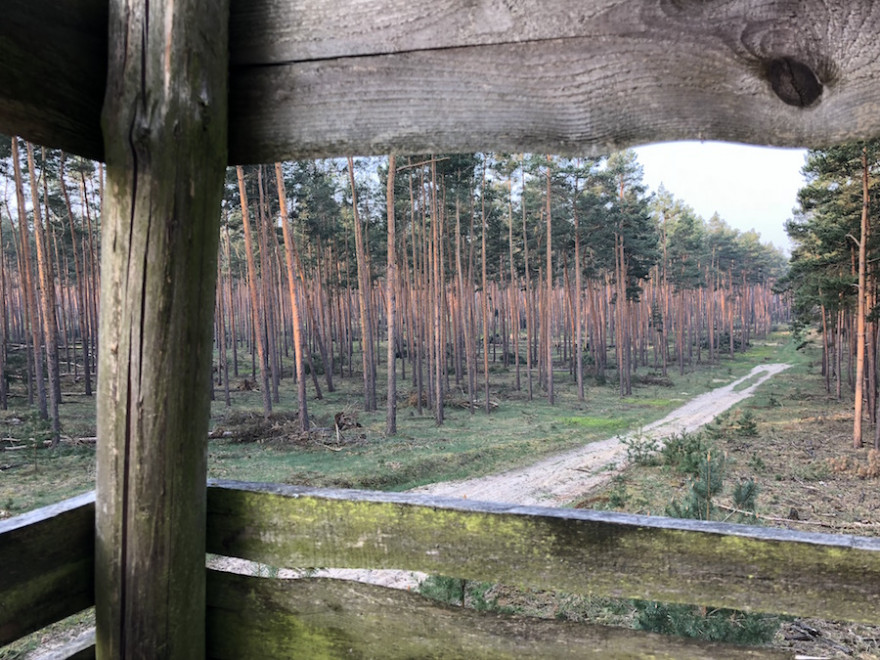 Waldkiefer mit Sturmschäden