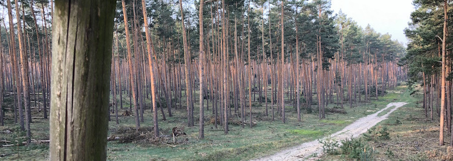 Deutscher Wald: Bis zu zwei Milliarden Euro Schaden befürchtet