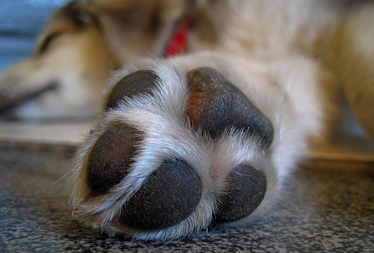 Wie sehen gesunde Pfoten beim Hund aus?