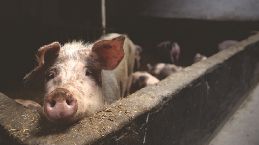 Schweine im Stall