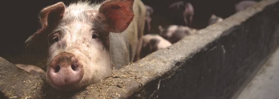 Tierrechtler-Reklame kommt schlecht an