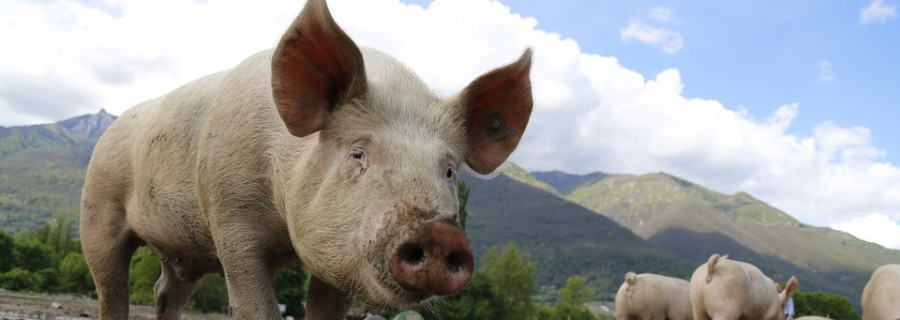 Mehr als 250 Fälle der Afrikanischen Schweinepest in Russland