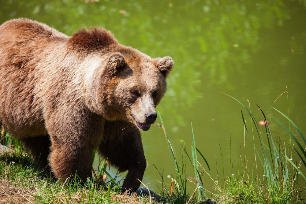 Braunbär auf Beutezug