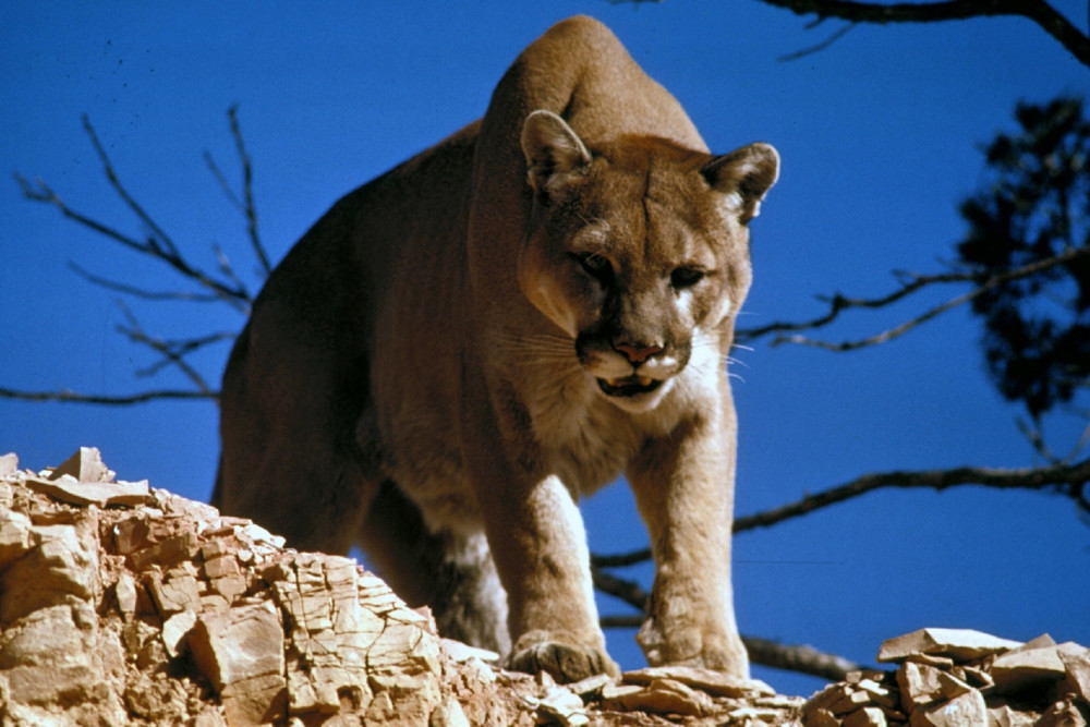 Ein Puma auf der Lauer