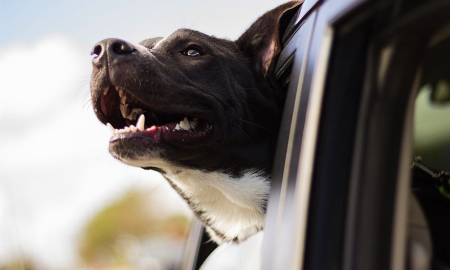 Hund im Auto