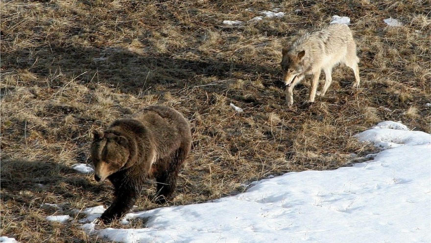 Wolf und Bär