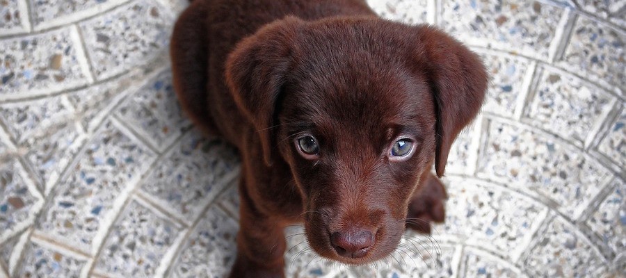 Unnützes Wissen: 10 „Fakten“ über Hunde