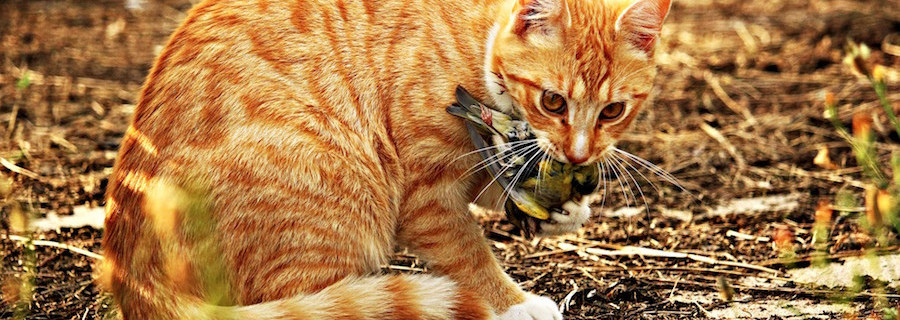 200.000 Euro für Kastration streunender Katzen