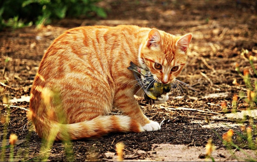 Katze frisst Vogel