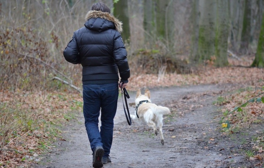 Hund nicht an der Leine