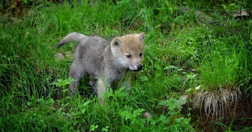 Ein Wolfswelpe im Wald.