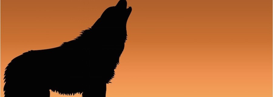 Meinung: Wolf-Schadensausgleich zum Heulen