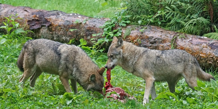 Zwei Wölfe am Riss.