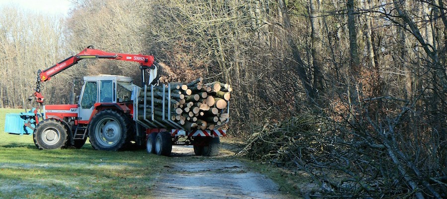 Der deutsche Wald (III): „Wir lieben das Produkt Holz“