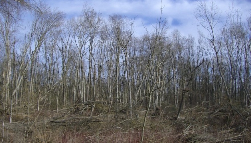 Sturmschäden im Wald