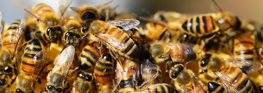 „Imkern schult das Auge für die Natur“