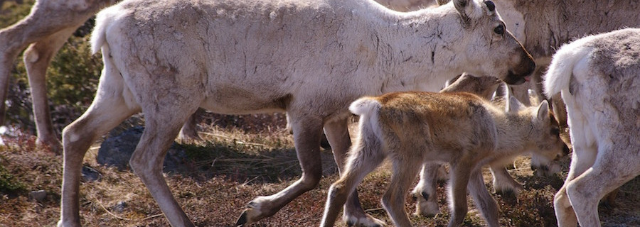 Auf Spendenfang mit „Rentier-Babies“