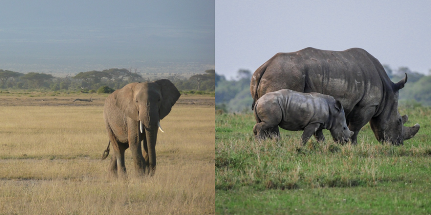 Elefant und Nashörner