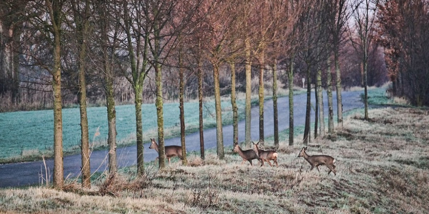 Gerade in der dunklen Jahreszeit steigt das Risiko von Wildunfällen in den frühen Morgen- und den Abendstunden beträchtlich. Aber auch am Tag kann es immer wieder unverhofft zu Begegnungen mit Wild auf den Straßen kommen.