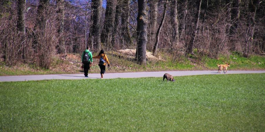 So oder ähnlich sieht es tagtäglich überall in Deutschlands Wäldern und Feldern aus: Kofferraum auf und Hunde von der Leine. (Beispielbild: pasja1000)