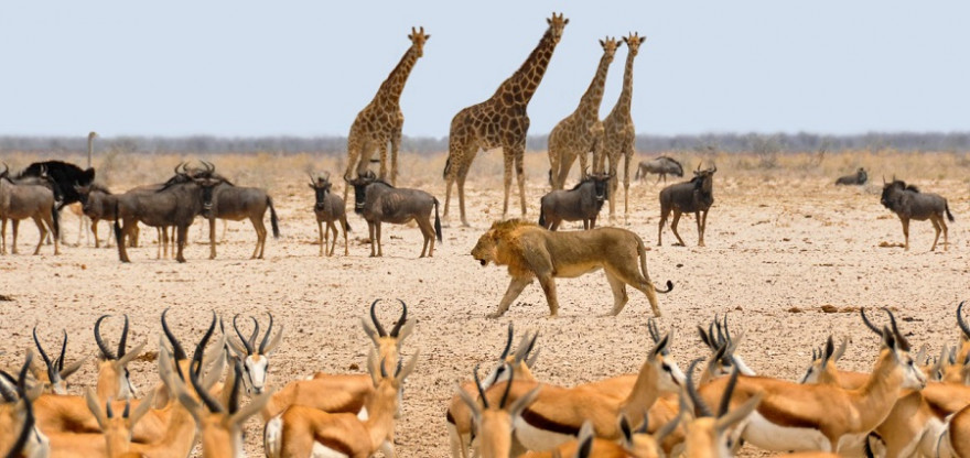 Afrikanische Wildtiere