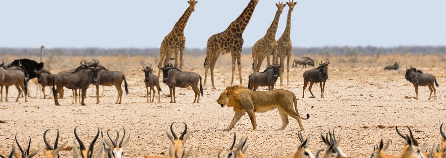 Giraffen, Elefanten und Co. zu verkaufen