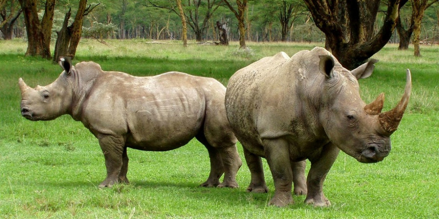 In Südafrika sind die mit Abstand größten Populationen an wildlebenden Breit- und Spitzmaulnashörnern beheimatet (Foto: David Mark)