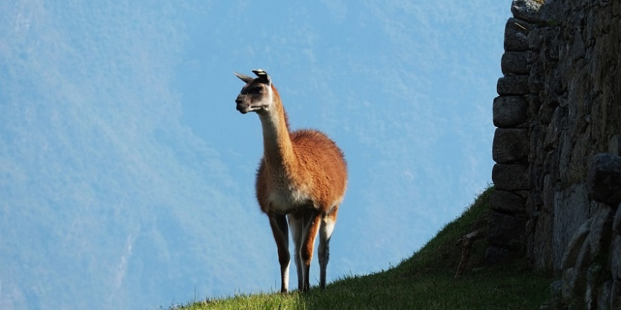 Seine braune Färbung wurde Lama „Christopher“ zum Verhängnis.