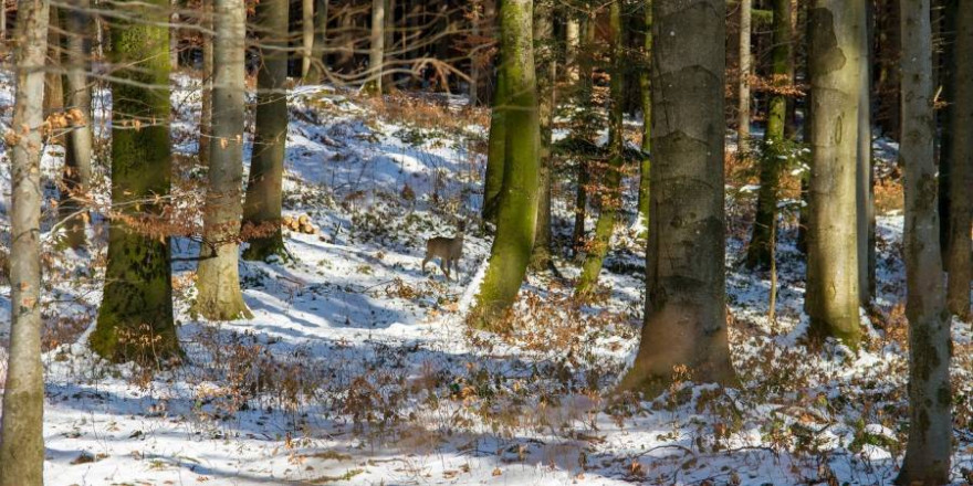 Reh im winterlichen Buchenwald (Beispielbild: 55983759)